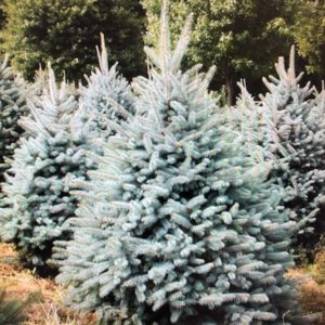 Blue Spruce Real Christmas Tree