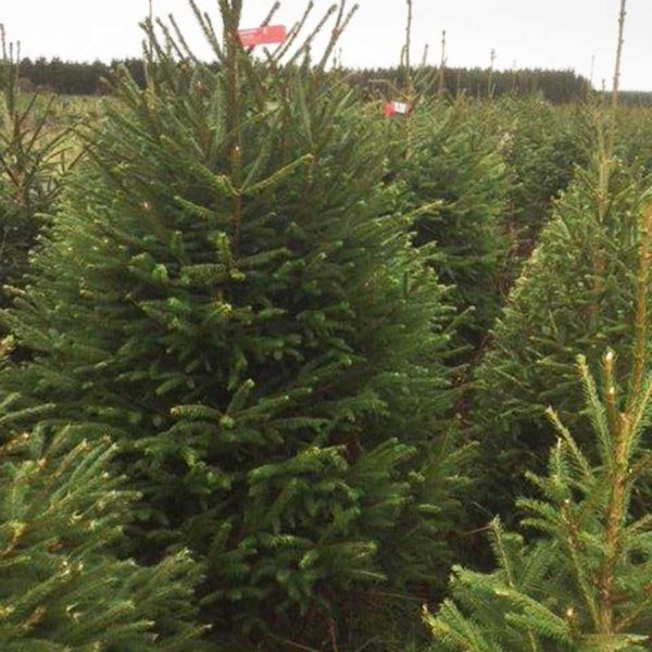 Feddal Christmas Trees | Norway Spruce Christmas Tree