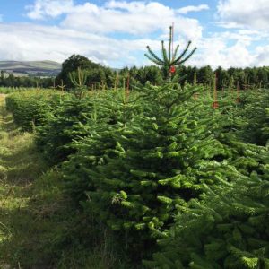 Nordman Fir Christmas Tree Available from Feddal | MSO Spurway