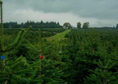 Feddal Christmas Trees | Nordmann Fir