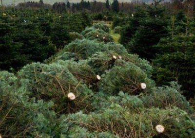 Feddal Christmas Trees | Nordman Fir