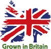 Feddal Real Christmas Trees are Grown in Britain Logo